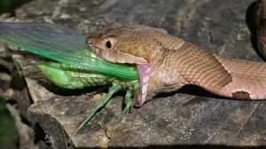 Venomous Arkansas snake devours bug in jaw-dropping photos