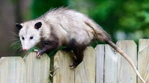 North Carolina town ends New Year’s Eve possum drop after yearslong battle