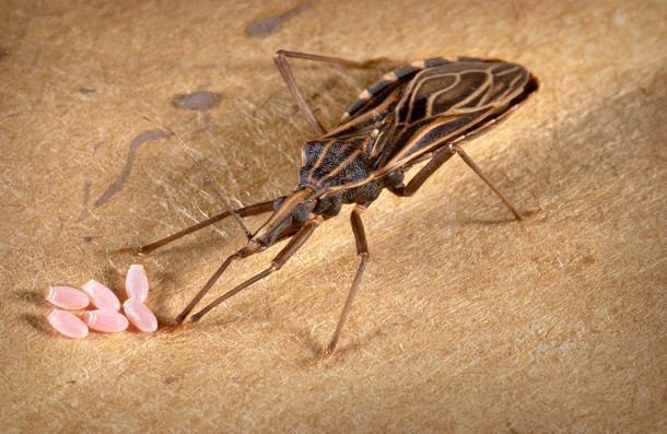 300,000 cases of Chagas reported in U.S.