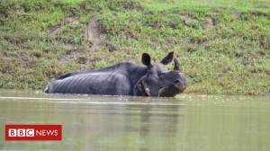 Assam flooding: Several rare rhinos die in India’s Kaziranga park