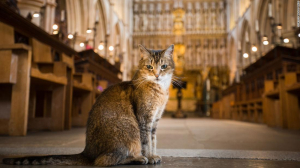 Cathedral hosts memorial service for ‘enormously popular’ stray cat…