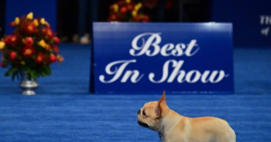 Tres Bon! French Bulldog Claims Best in Show at the National Dog Show in Philly