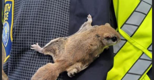 PHOTO: Policeman Directing Traffic Visited by Flying Squirrel Who ‘Wanted to Play’