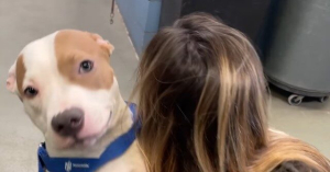 VIDEO: Dog Found Abandoned, Tied Up Outside Airport Being Cared For at Shelter