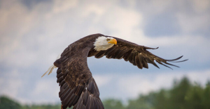 Report: Federal Authorities Hesitant to Charge Honduran Nationals Suspected of Killing a Bald Eagle