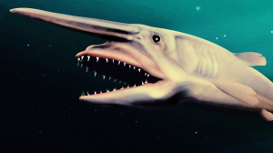 Is This Photo of the Ultra-Rare Goblin Shark Actually a Toy?