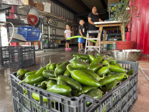 New Mexico produced over 53,000 tons of chile peppers last season