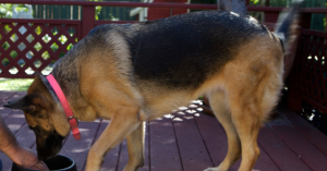 Mississippi Woman Accused of ‘Unnatural Intercourse’ with German Shepherd