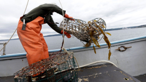 US launches new program targeting abandoned crab, lobster traps