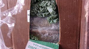 California border officials seize more than $38 million worth of meth tucked inside shipment of kale