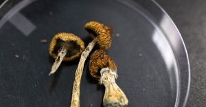 Young Adult ‘Magic’ Mushroom Use Nearly Doubles in 3 Years