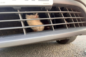 Kitten takes 500-mile ride behind the grille of a cab: ‘Bless her’