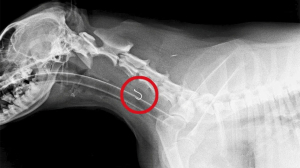 Fishing hook becomes lodged in hungry dog’s throat: ‘Real challenge,’ said veterinary surgeon