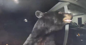 Florida woman awoken by doorbell alert set off by bear, video shows