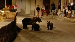 Killing of endangered brown bear near national park leaves 2 cubs motherless, sparks outrage in Italy