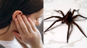 Spider crawls out of woman’s ear in ‘traumatic’ experience as TikTok video goes viral: ‘Crying, throwing up’