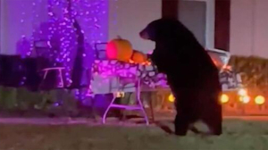 Hungry bear caught scarfing down leftover Halloween candy: ‘With the wrapper?’