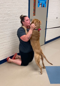 Emotional support dog reunited with owner after going missing 2 years ago: ‘I kind of lost hope’